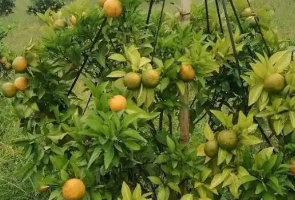 植调剂