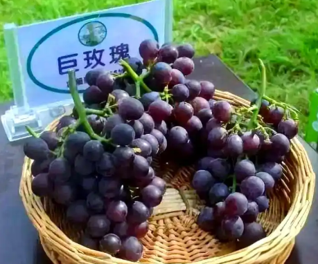葡萄种植