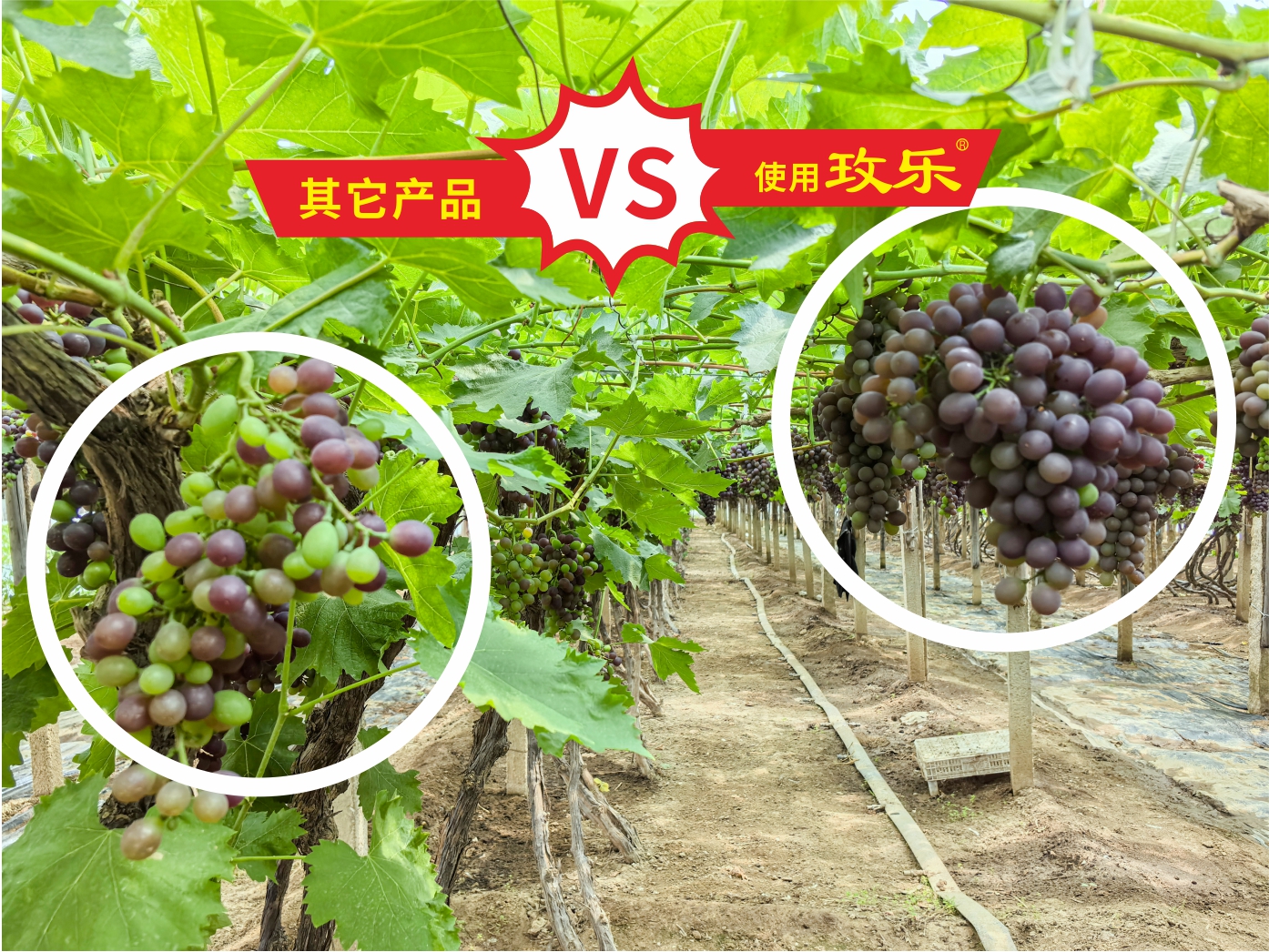 植物生长调节剂