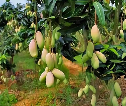 芒果种植