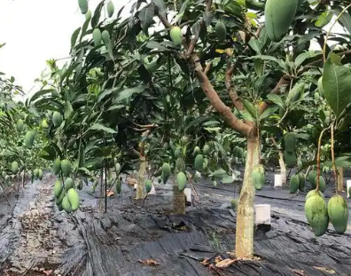 芒果种植